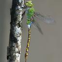Image of Anax indicus