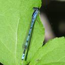 Image of Enallagma laterale