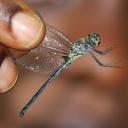 Image of Trithemis congolica