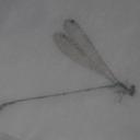 Image of Pseudagrion malagasoides