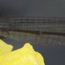 Image of Pseudagrion sjoestedti