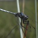 Image of Trithemis leakeyi