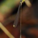 Image of Amphicnemis martini