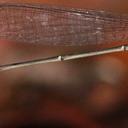 Image of Metaleptobasis paludicola