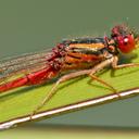 Image of Xanthocnemis zealandica