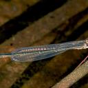 Image of Pseudagrion sarepi