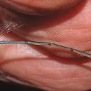 Image of Leptobasis mauffrayi