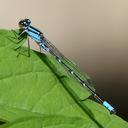 Image of Enallagma geminatum