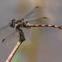 Image of Progomphus dorsopallidus
