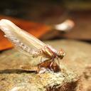 Image of Progomphus anomalus