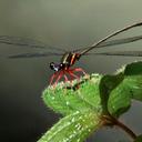 Image of Pyrrhargiolestes