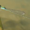 Image of Pseudagrion rubriceps
