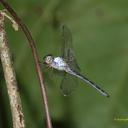 Image of Zyxomma breviventre