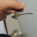 Image of Aphylla boliviana