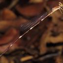 Image of Leptagrion porrectum