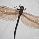 Image of Heliaeschna simplicia