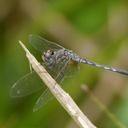 Image of Diplacodes deminuta