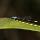 Image of Archibasis melanocyana