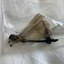 Image of Cephalaeschna mattii