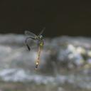 Image of Phaenandrogomphus