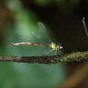 Image of Rhinagrion reinhardi