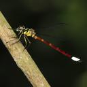 Image of Rhinagrion borneense