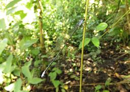 None
