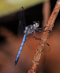 Image of Tyriobapta kuekenthali imported from URL upload.