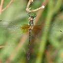 Image of Idionyx claudia