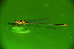 A male Florida Bluet.