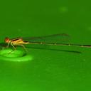A male Florida Bluet.