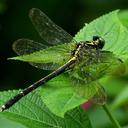 Image of Asiagomphus septimus