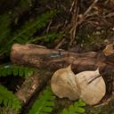 Image of Leptocnemis