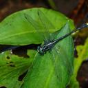 Image of Asiagomphus nilgiricus