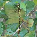 Image of Neurogomphus zambeziensis