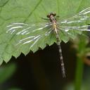 Image of Davidius kumaonensis
