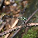 Image of Nihonogomphus huangshaensis