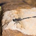 Image of Progomphus basistictus