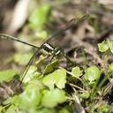 Image of Notogomphus ruppeli