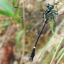 Image of Heliogomphus scorpio