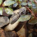 Image of Ophiogomphus australis