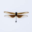 Image of Chlorogomphus okinawensis