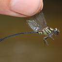 Image of Progomphus geijskesi