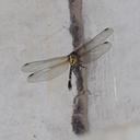 Image of Nychogomphus lui