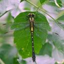Image of Nihonogomphus brevipennis