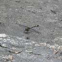 Image of Merogomphus flavoreductus