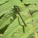 Image of Davidius davidii