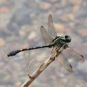 Image of Nihonogomphus schorri