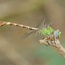 Image of Paragomphus lacustris
