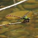 Image of Megalogomphus buddi